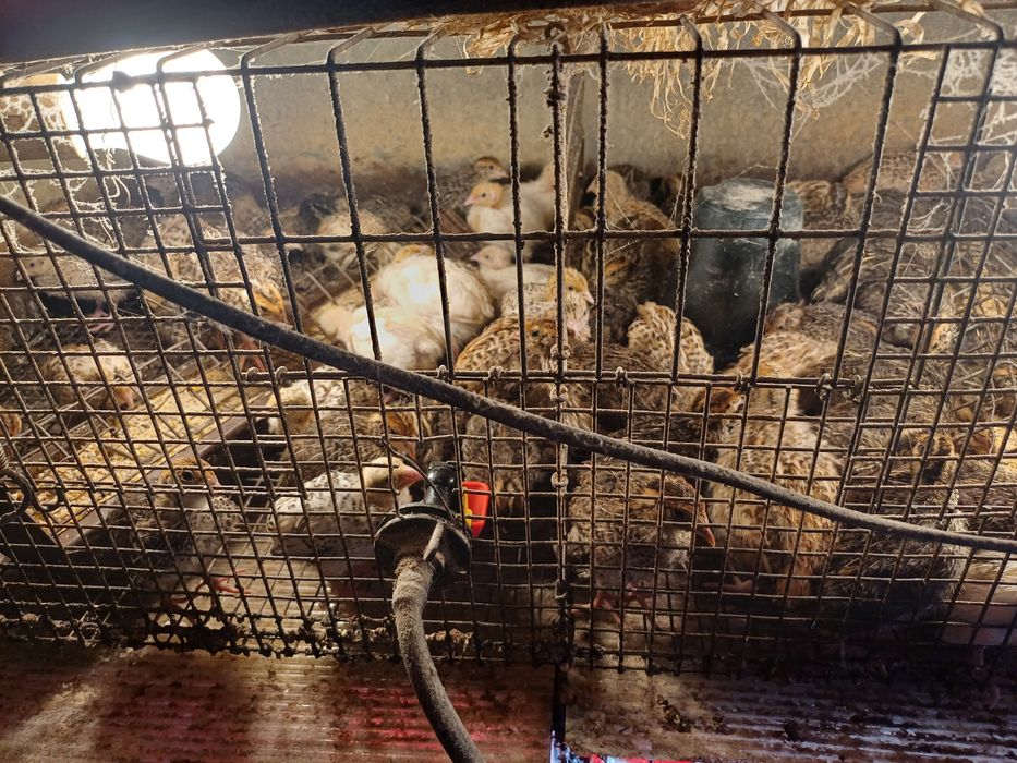 Vând pui de prepeliță!