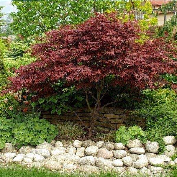 Японски клен\Acer palmatum Atropurpureum (ПРОМОЦИЯ)