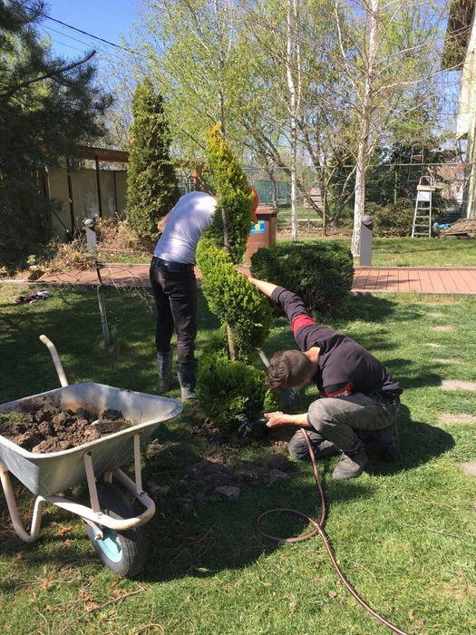 Tuia Smaragd/ Chiparos Leylandi