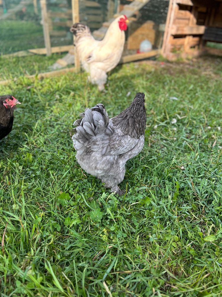 Oua Brahma incubat