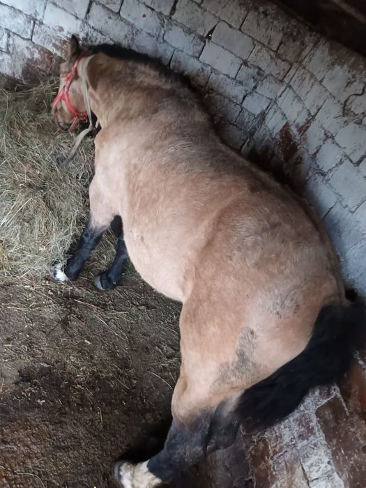 Iapa de vânzare buna la căruță