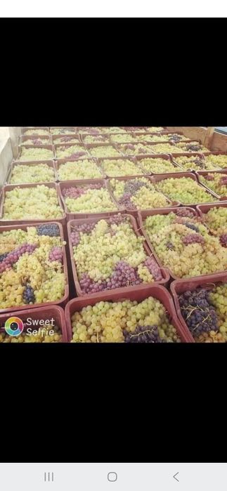 Vand Struguri  de Vin