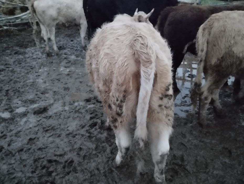 Құнажындар сатылады