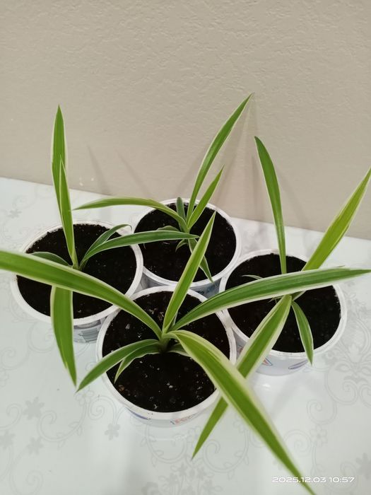 Комнатные цветы.Отростки хлорофитума /"Семейное счастье".