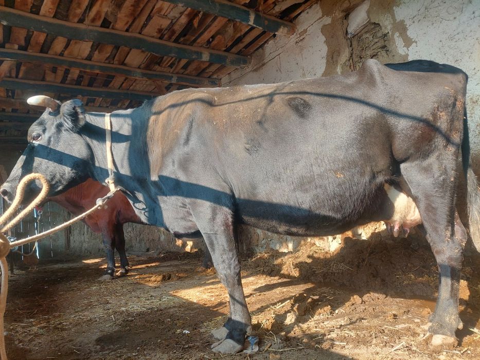 Ona bola sigir sotiladi bolasi buqqacha