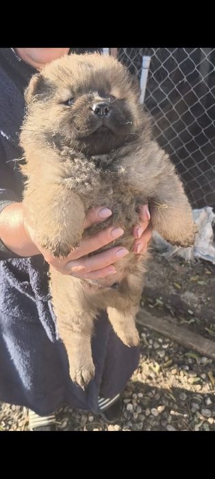 Chow chow, rasa pura