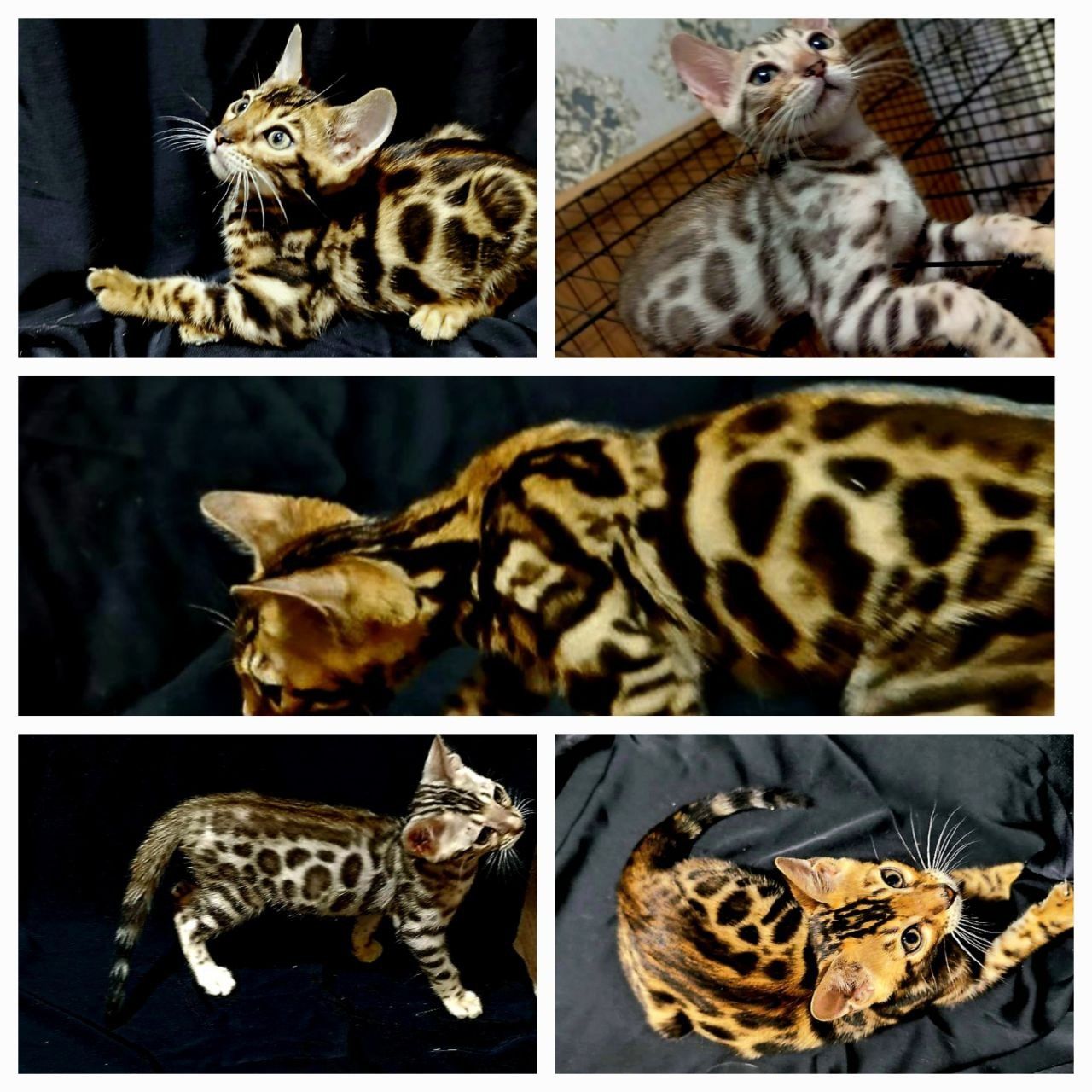 Mushuk Кошка продаётся
