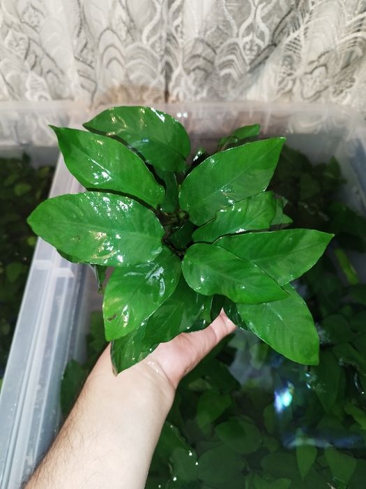 Anubias karlikoviy