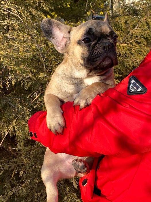 Щенки Французского Бульдога