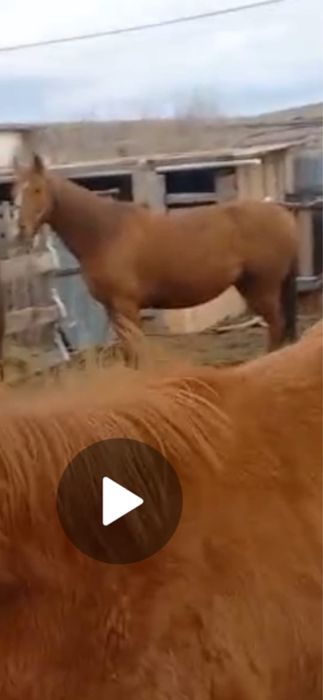 Кобыла чистокровка