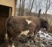 Vand vaca bălțată românească, gestantă.