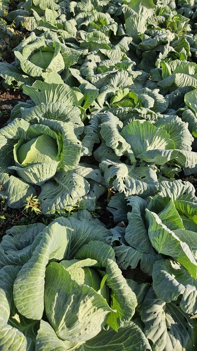 Varza plata si varza rotundă preț pe duba