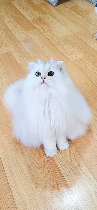 Scottish straight longhair pedigree exemplar superb, bijuterie