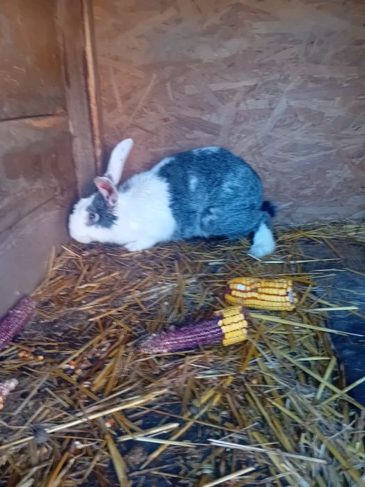 Vand/schimb iepuri diferite rase