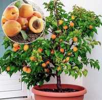 Pomi fructiferi Piersic,Cais ,par ,prun
