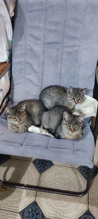 Котята в хорошие руки