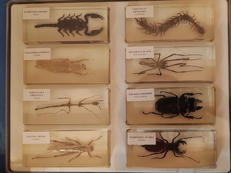 Colecția Insecte reale