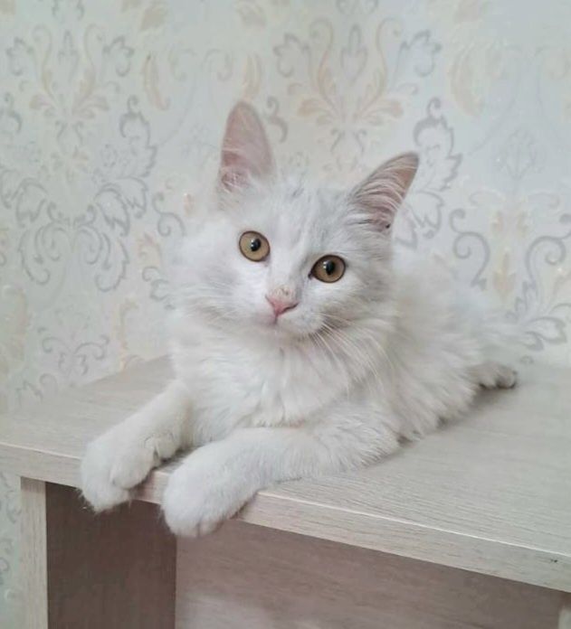 Белоснежка котёнок