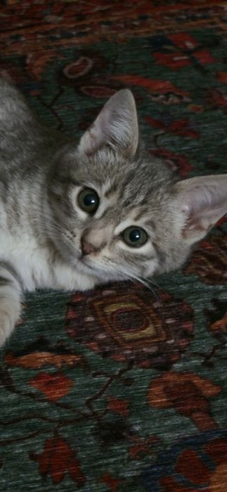 Пристраивается котенок