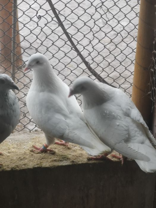 Porumbei Voiajori albi