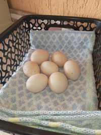 Ouă Cochinchina Pitic