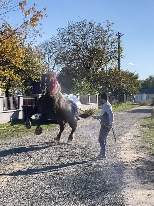 Vand sau schimb armasar de 4 ani