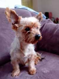 Catelusa Yorkshire terrier