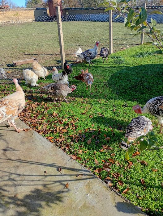 Предлагам пуяци.