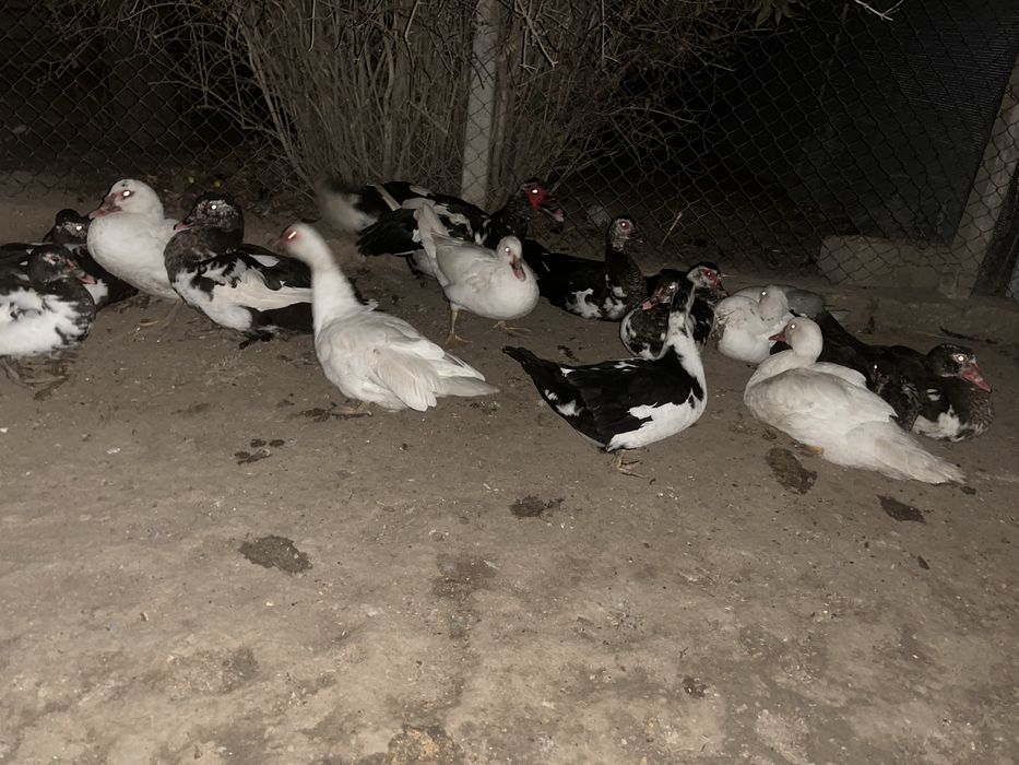 Vand pasari de curte