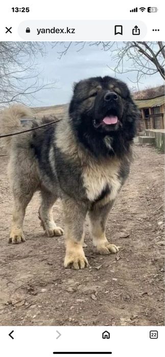 Продам кобеля кавказской овчарки