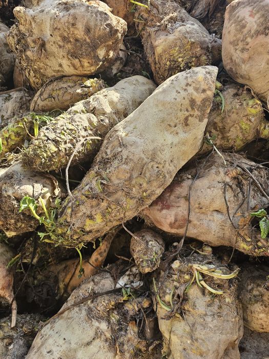 Лавлаги ем учун ва бошка максадлар учун