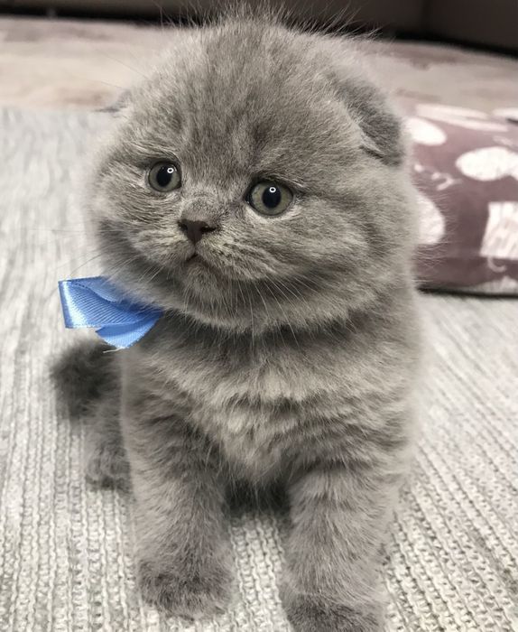 Scottish fold mascul