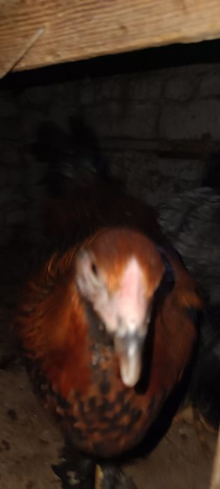 Жу́жа хуроз-товук сотилади