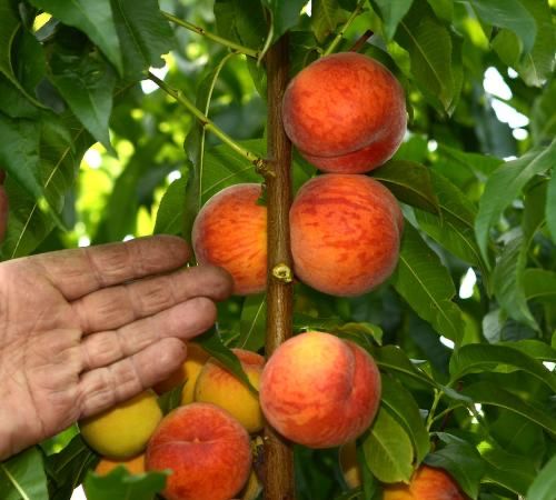 Piersic superba de toamna , dulce si aromat