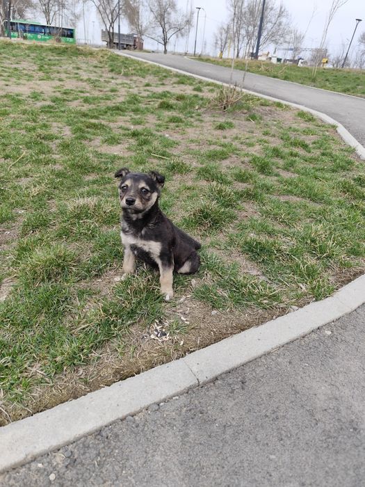 Щенок ищет дом, мама погибла