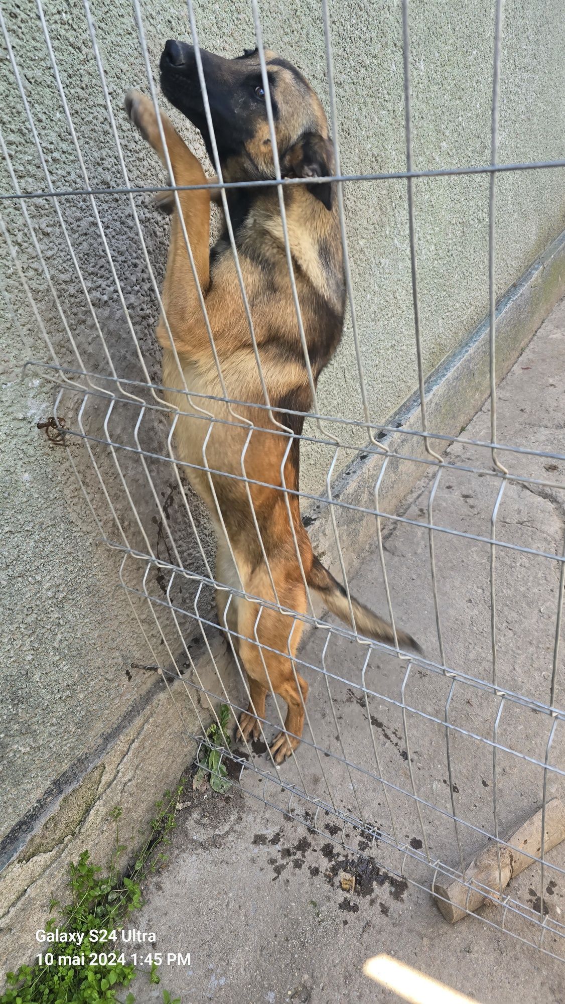 Ciobanesc belgian Malinois femela urgent