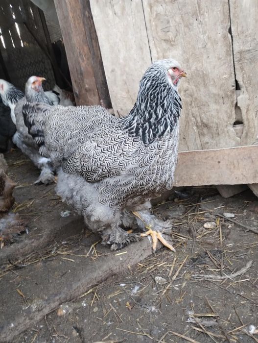 Brahma diferite culori