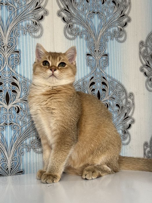 Продается мальчик шиншила золото