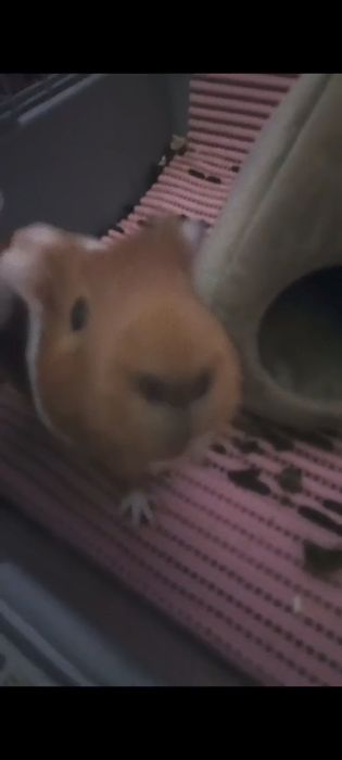 Отдам морскую свинку в добрые руки