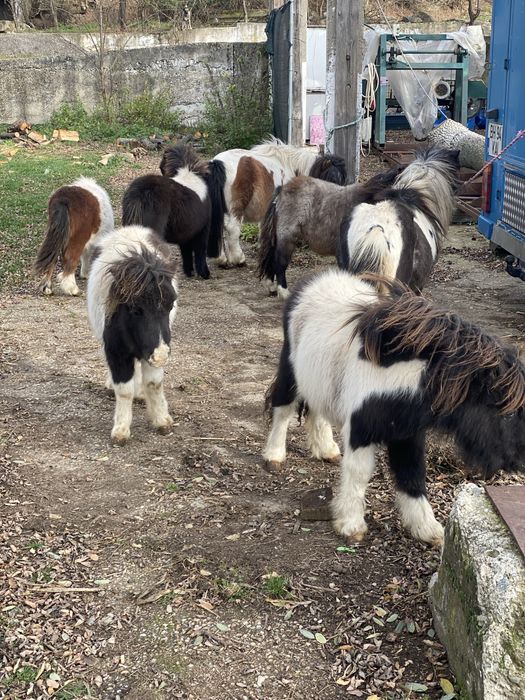 Mini pony shetlander