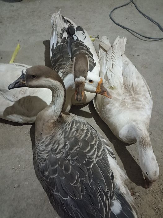 Гозлар сотилади 4 та