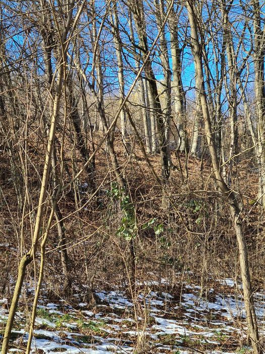 Teren intravilan de vanzare in Baia de Aramă