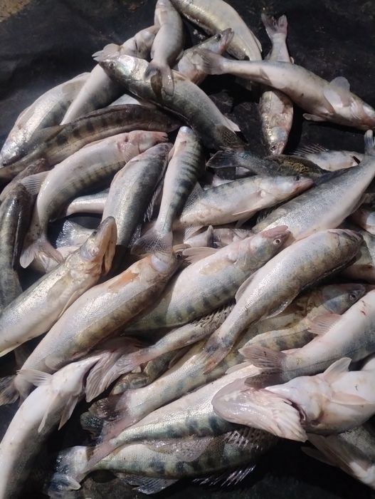 Судак и феле судака