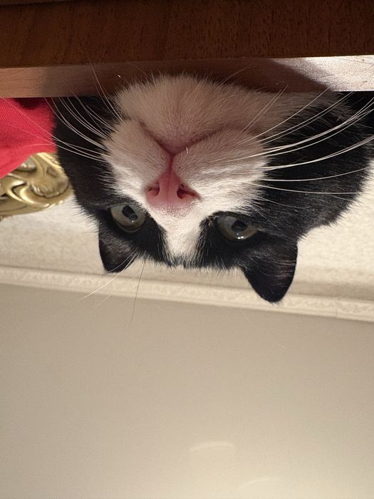 Ласковый кот ищет дом