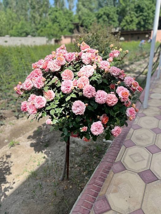 Archa kesish bog'bonlik xizmatlari