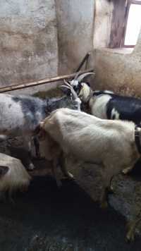 Cinci capre de vanzare