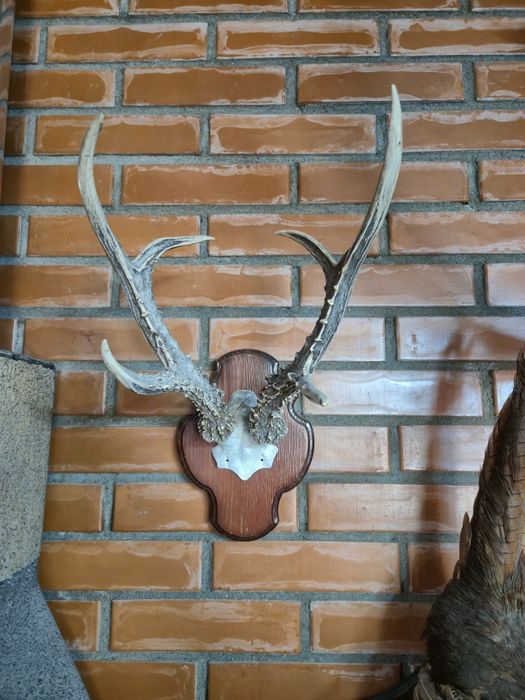 Продам  трофей охотничий