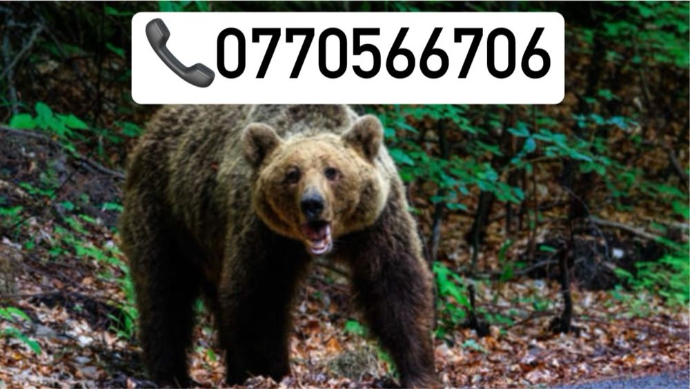 Eminator sunet pentru ursi mistreți etc whatsapp