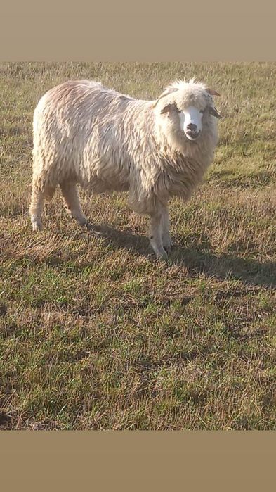 Vând oi  bune  de tinut
