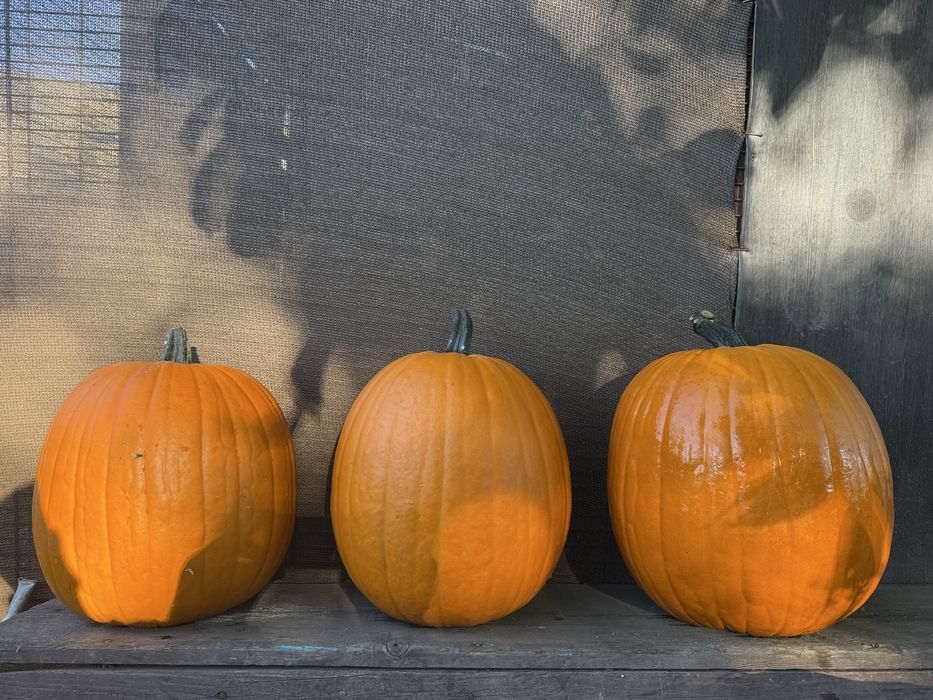 Vand bostani  hallowen
